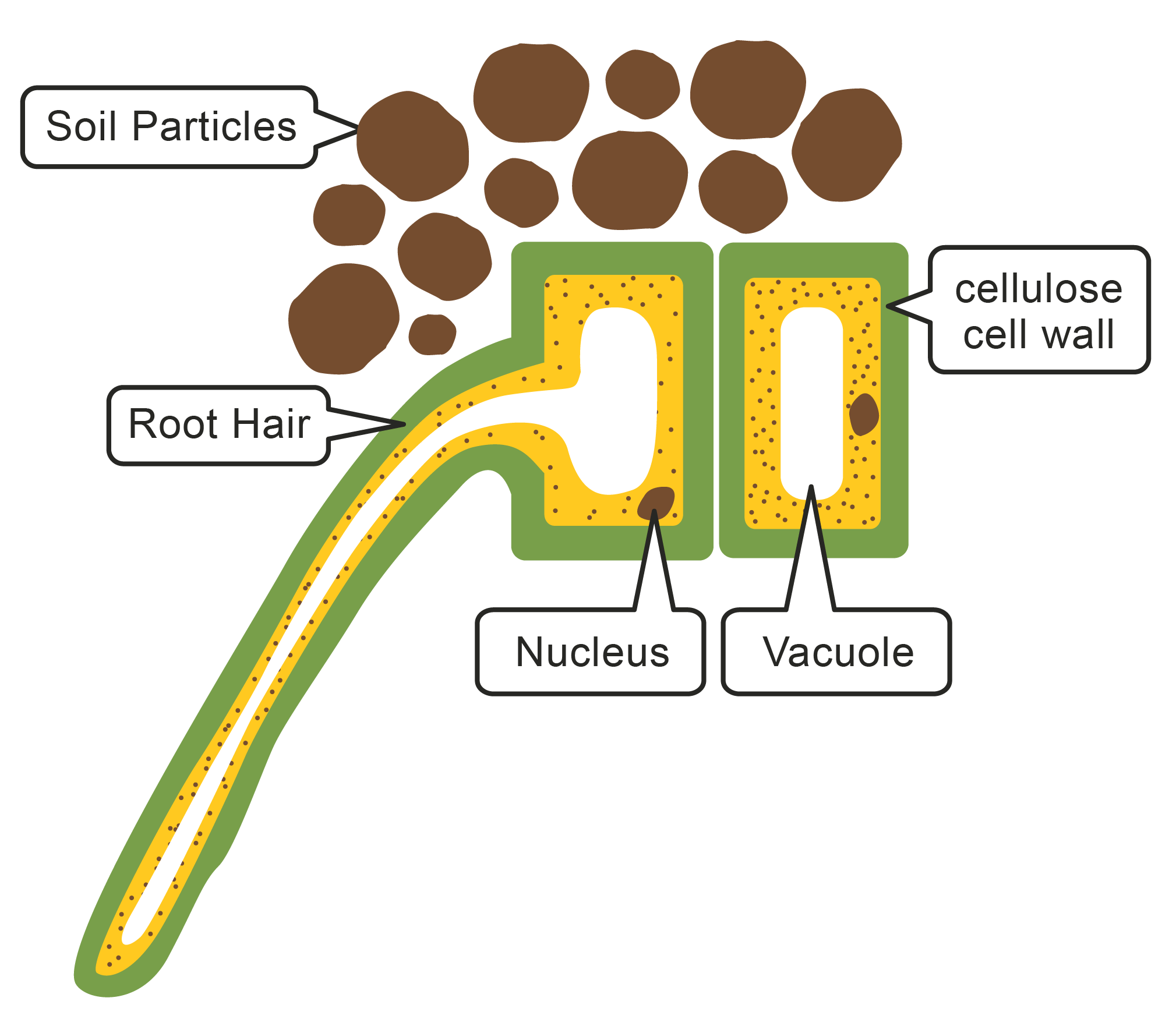 Picture of a root hair cell